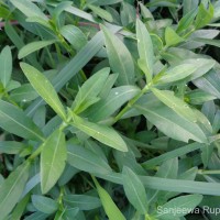 Alternanthera philoxeroides (Mart.) Griseb.